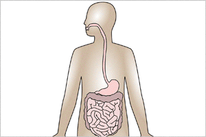 Contaminação interna pelo trato digestivo