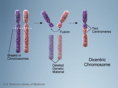 Cromossomo dicêntrico