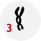 Cromossomos dicêntricos